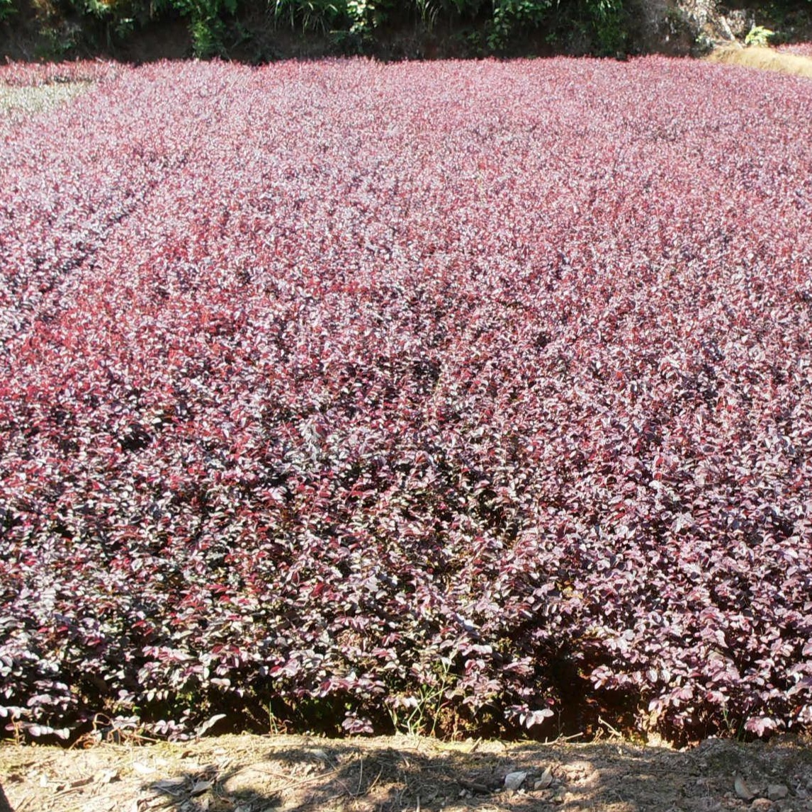 红花继木地苗40公分高度