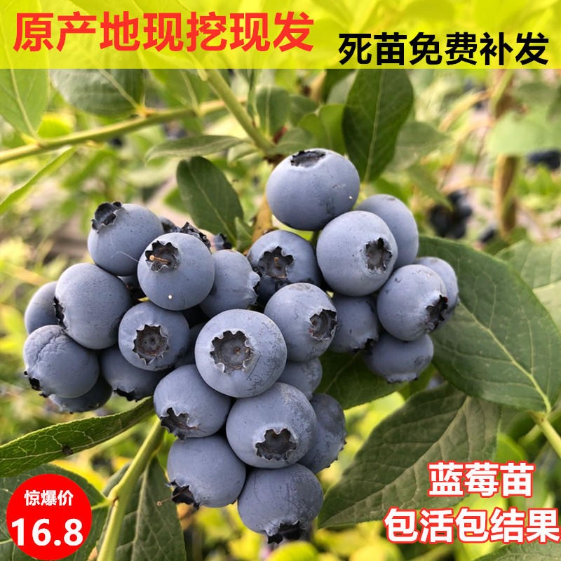 供应 蓝莓苗 高丛 蓝莓树苗 价格 果实丰满 生长力强 南北方均可种植 仟花轩图片