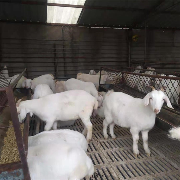 通凯出售 建一个养猪场 白山羊种羊养殖 改良白山羊
