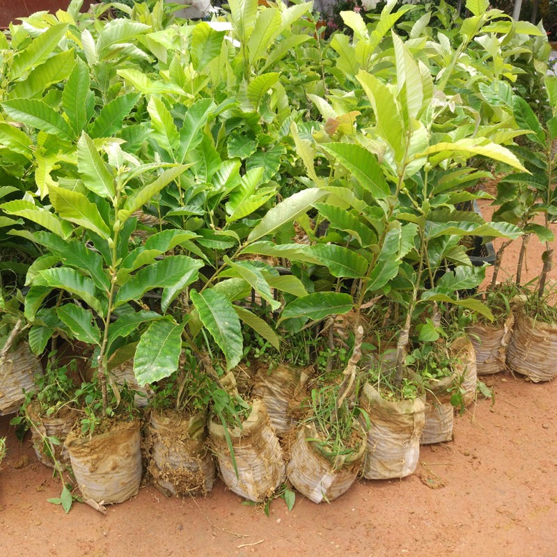 基地大量出售1-3年板栗树大红袍板栗树 提供种植技术泰山板栗树