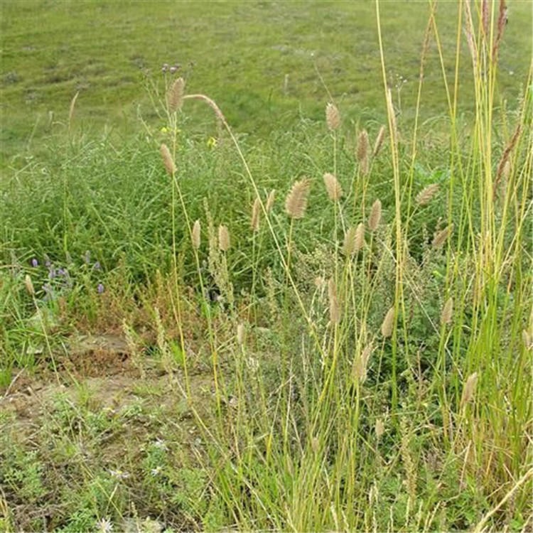 观赏绿化草坪沙生冰草种子植株适应南北方气候草籽保真保新出芽率高