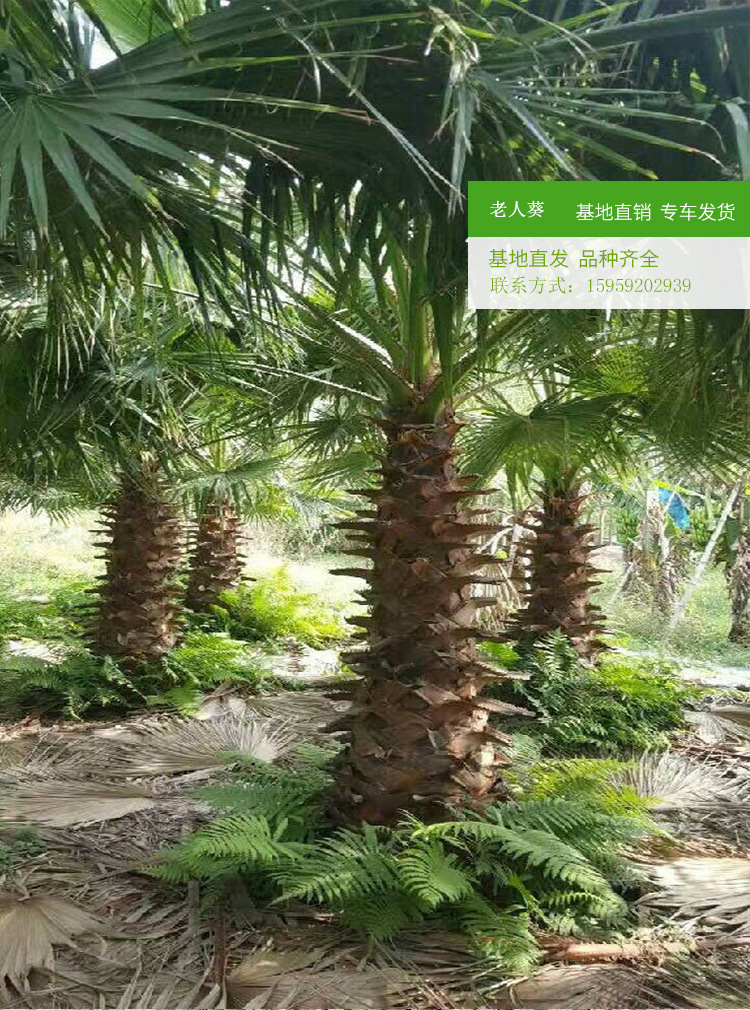 老人葵棕榈 杆高1米至8米规格齐老人葵 可作景观树风景抗风蒲葵苗示例图11