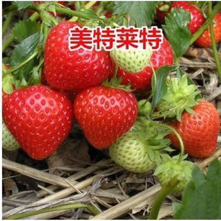 四季 草莓苗牛奶草莓 草莓种子四季果奶油草莓苗种植图片