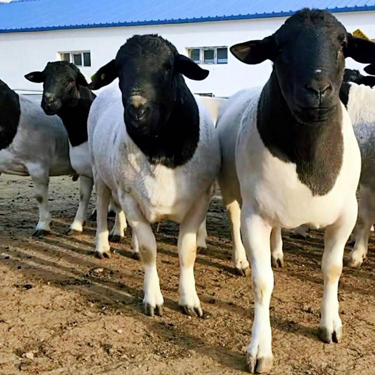 白头杜泊绵羊价格 杜泊绵羊羊羔养殖要点 黑头杜泊绵羊羊羔价格 现代 常年批发图片