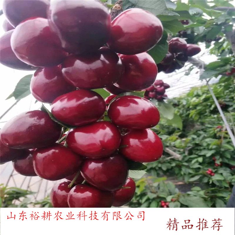 一根棍樱桃树苗黑珍珠樱桃苗基地yugeng/裕耕农业合理密植增产