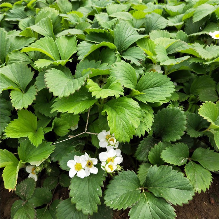 奶油草莓苗 甜查理草莓苗 提供种植指导 基地批发红颜草莓苗