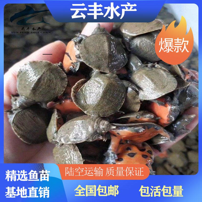 求购甲鱼种苗 直销优质快大鳄鱼龟苗 求购黄沙鳖苗 随州台湾鳖苗养殖场图片