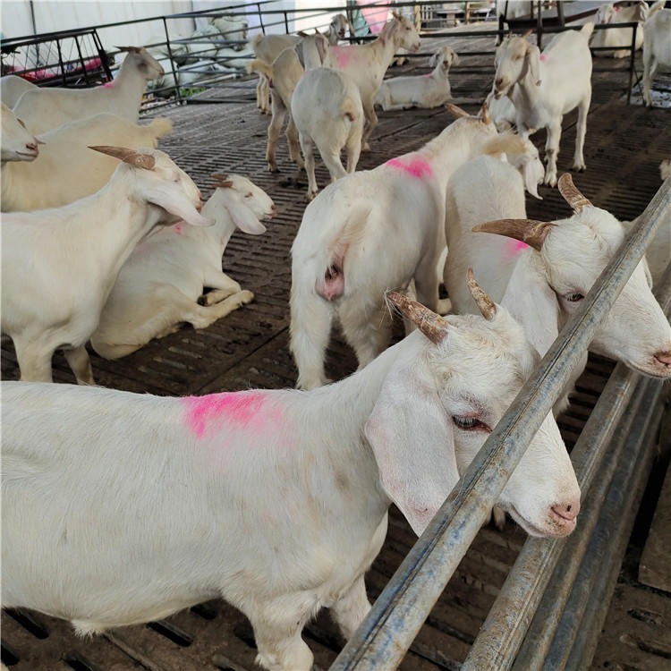 龙翔肉羊养殖场 美国白山羊价格行情 美国白山羊种羊批发 免费运输图片