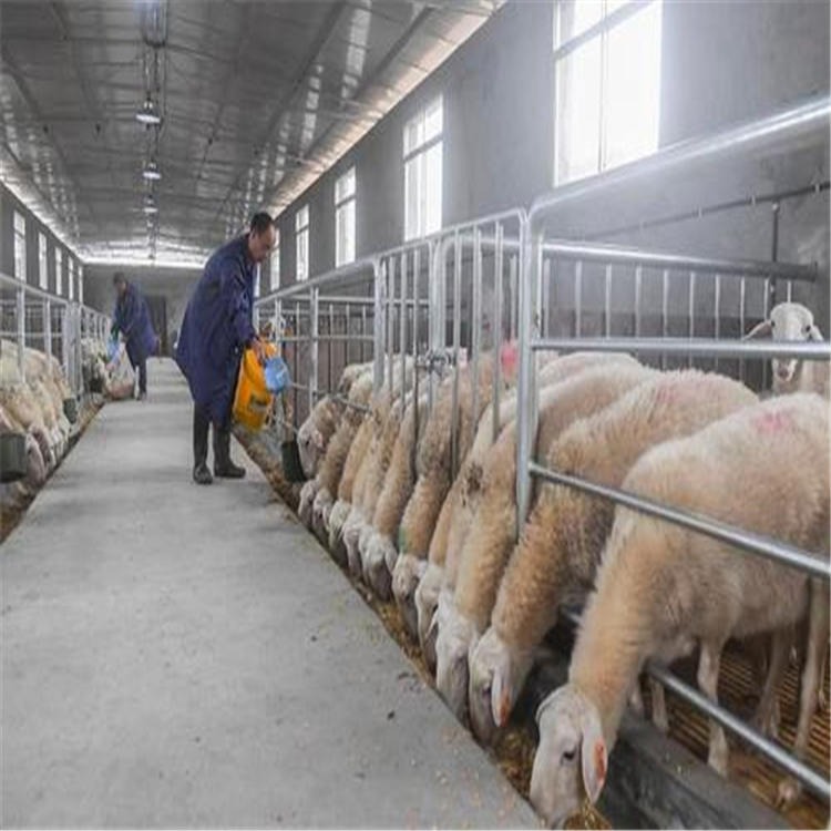 种羊价格 湖羊种羊厂家 通凯 30斤-40斤湖羊种羊便宜图片