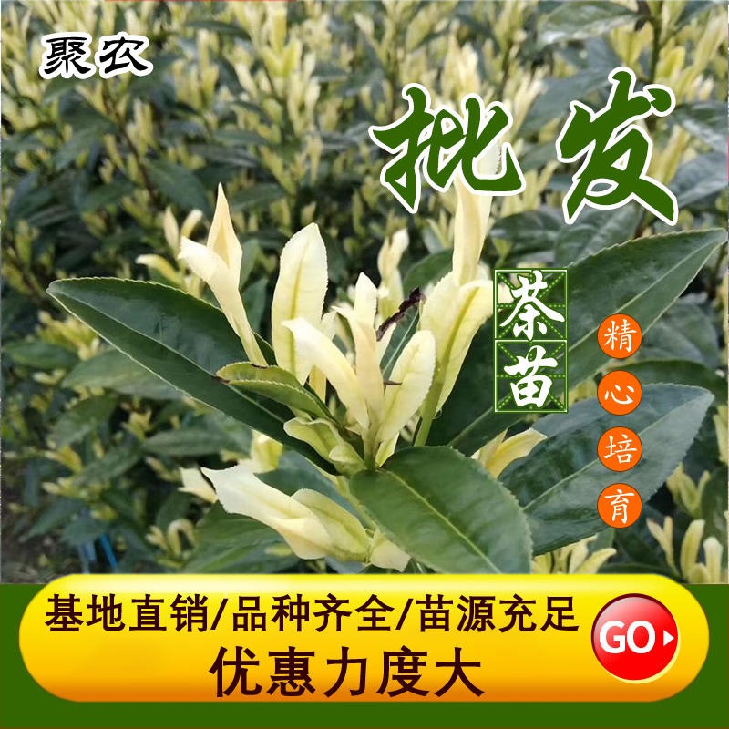 珍珠奶白茶苗 新品种纯度99.9%直销聚农茶树苗批发