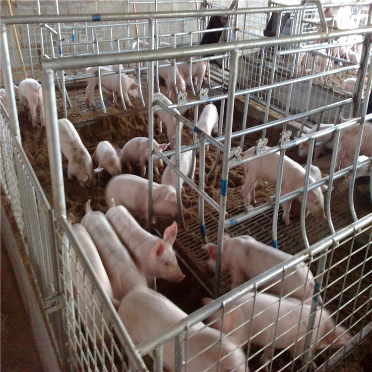 禾祥 母猪产床欢迎选购 现货供应复合板母猪产床