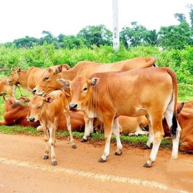 贵州安格斯牛养殖基地 通凯 种牛养殖基地 安格斯牛价格