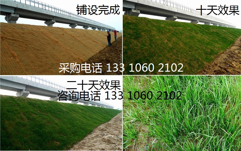 植草毯 边坡绿化草毯生产厂家，椰丝植被毯，生态毯护坡示例图2
