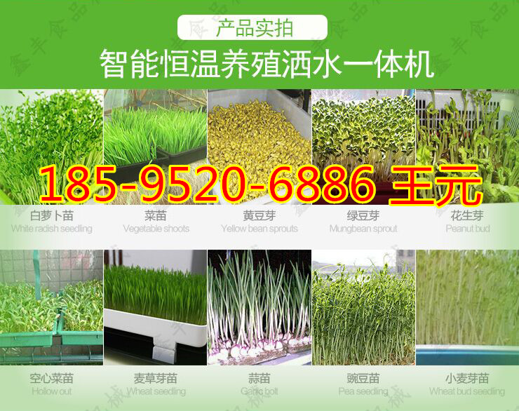 陕西芽苗菜生产设备 芽苗菜发芽机 全自动芽苗菜机多少钱示例图8