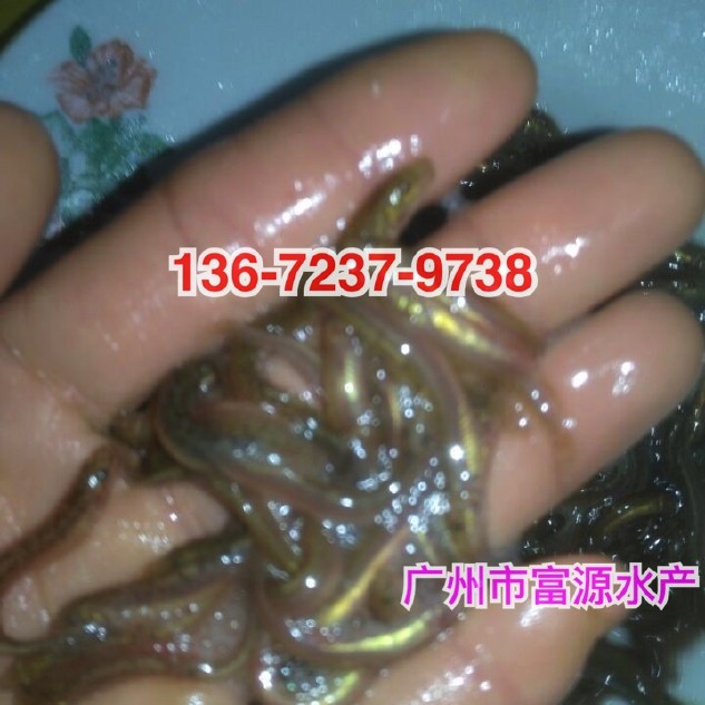 广州鱼苗场供应3-5cm的台湾泥鳅苗，全国发货示例图1