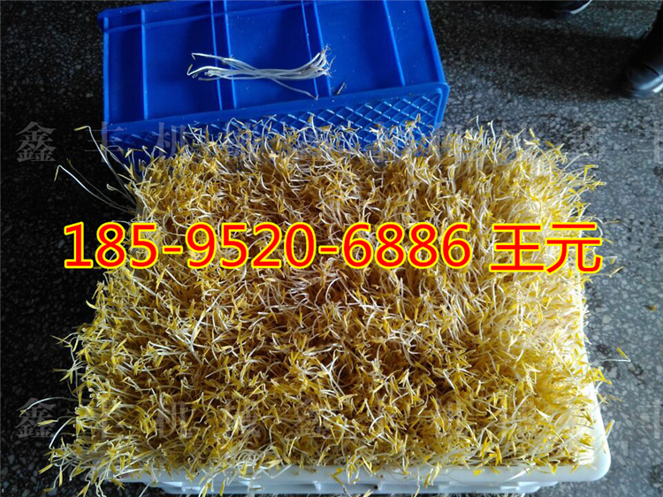 辽宁豆芽机厂家 家用豆芽机怎么用 全自动大型豆芽机示例图2