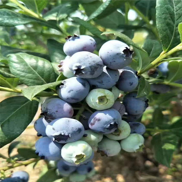 蓝莓苗 (11)