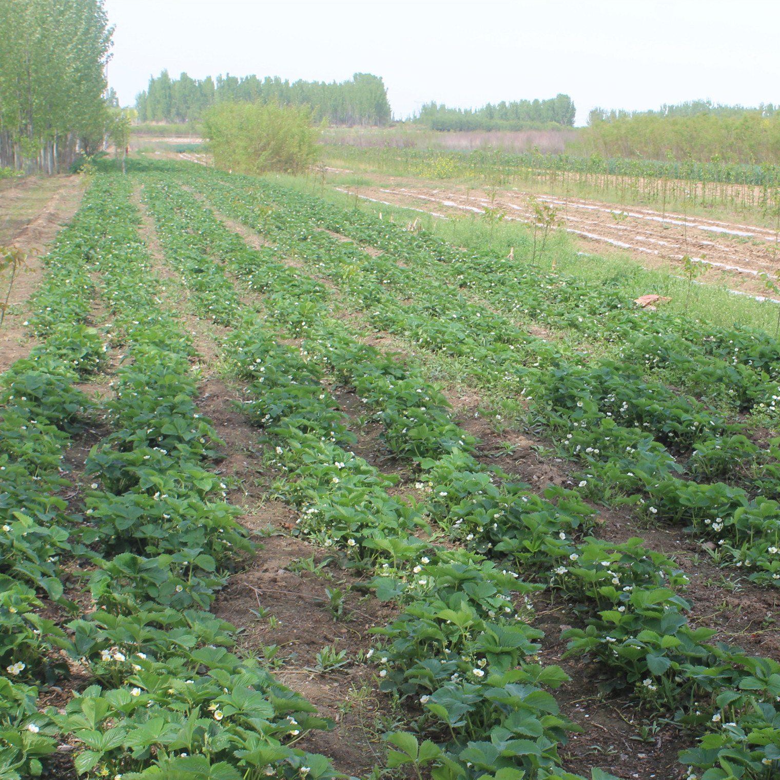 适合南北方种植天仙醉草莓 红袖添香草莓 抗旱抗涝 保证成活率示例图11