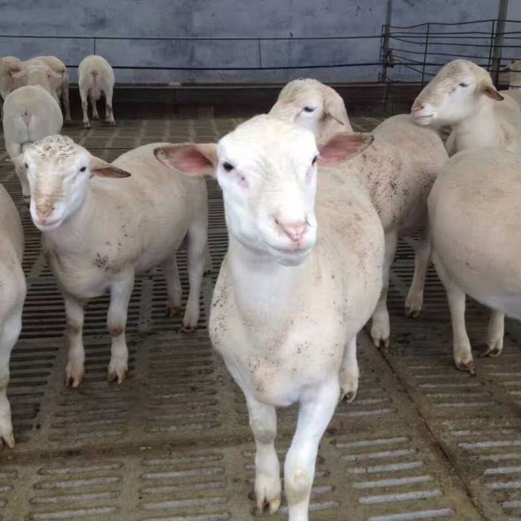 美国长势快白山羊 现代 长年提供美国白山羊 大量出售白山羊价格低 大量出售