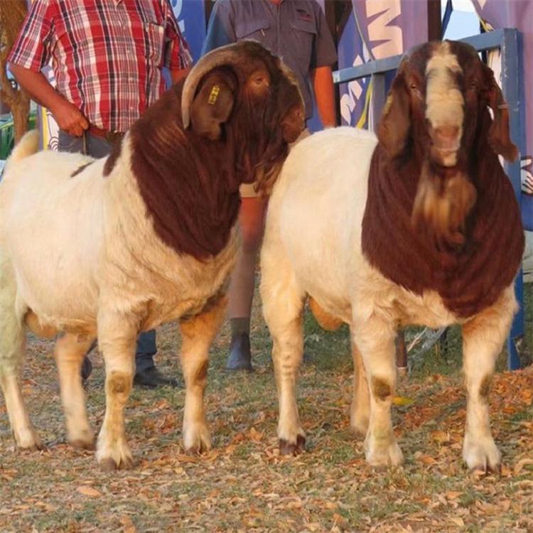 波尔山羊养殖技术 大量供应波尔山羊 波尔山羊小羊羔常年供应 现代 成长率高