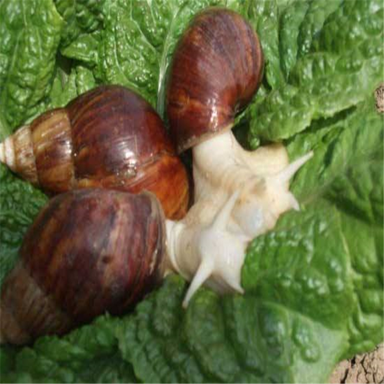 绍兴蜗牛价格白玉蜗牛专业出售 白玉蜗牛养殖技术指导养殖场