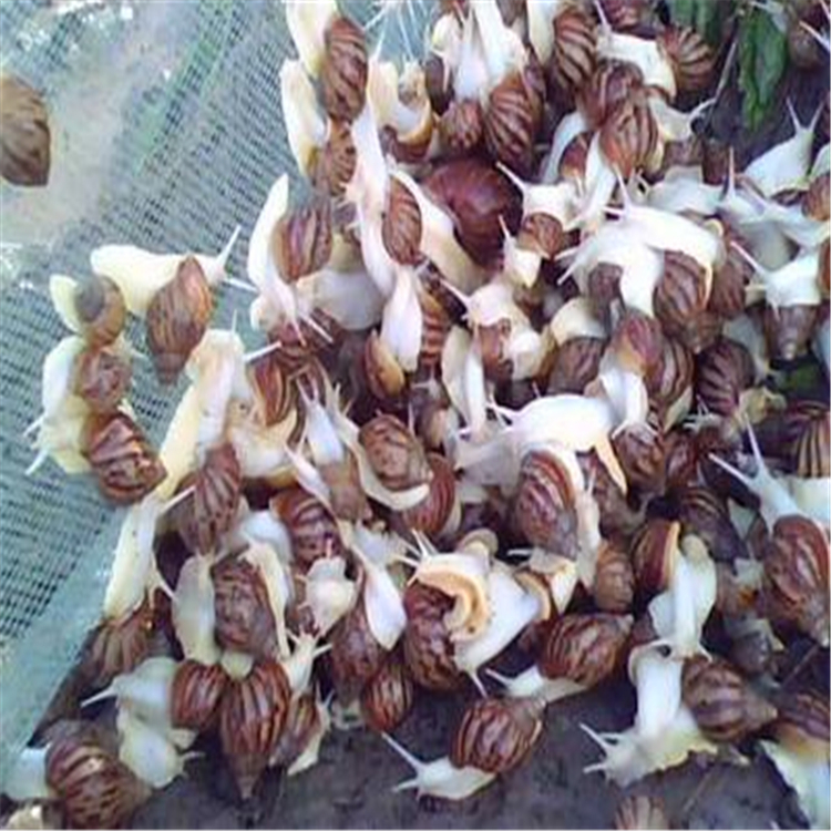 潮州蜗牛价格白玉蜗牛专业出售 白玉蜗牛养殖技术指导养殖场