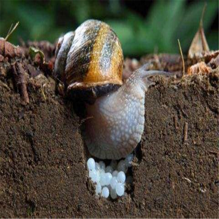 松江区蜗牛价格白玉蜗牛批量出售 白玉蜗牛养殖合作养殖场