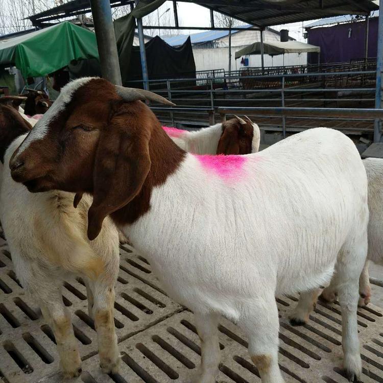 常年出售波尔山羊羊羔 大量供应波尔山羊小羊苗 卖波尔山羊 现代 批发零售