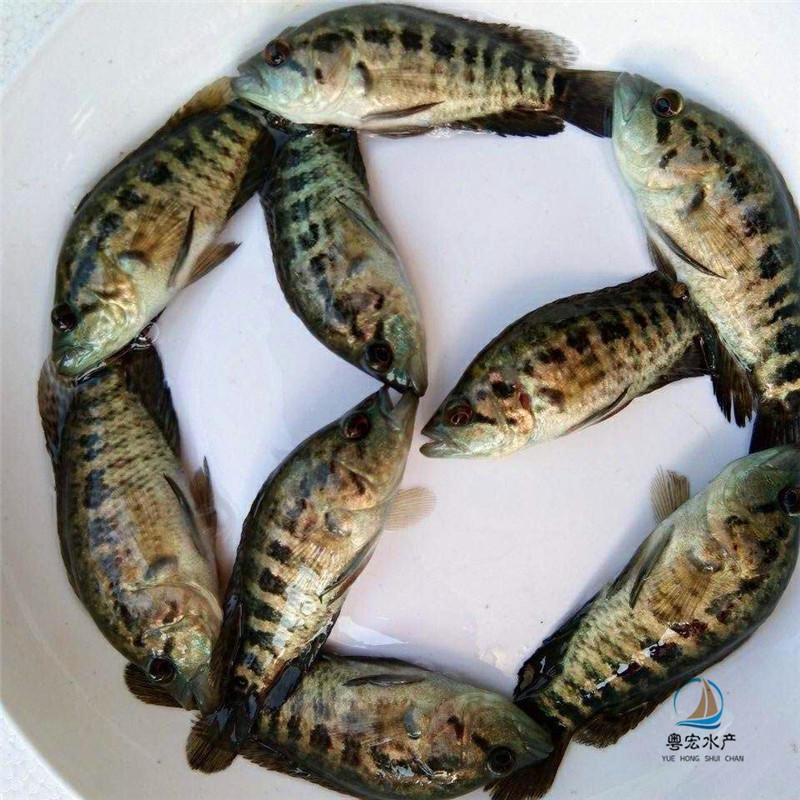 广州石斑鱼苗 增城珍珠斑鱼苗 花斑鱼苗 宝石斑鱼苗特种活体