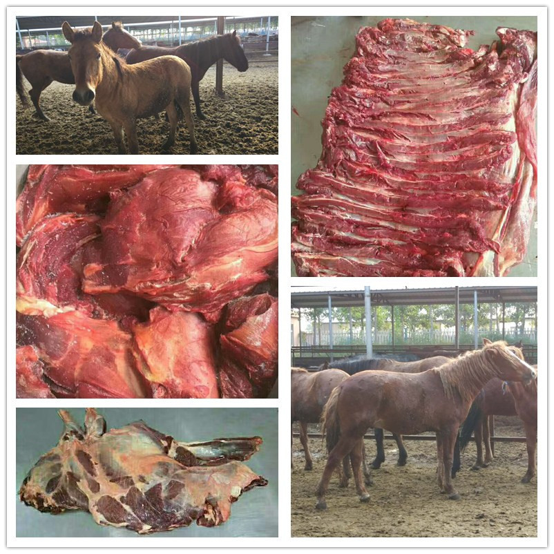 养殖基地供应蒙古马后腿肉 冷藏生鲜马后腿肉 马后腿肉示例图21
