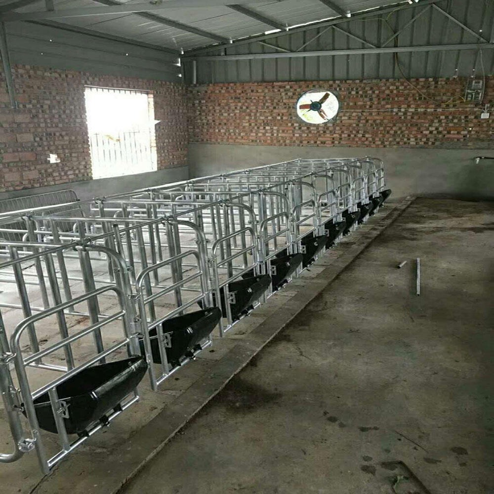 定位栏猪用厂家生产直接送达客户猪场2.2/6.5世昌畜牧定位栏图片
