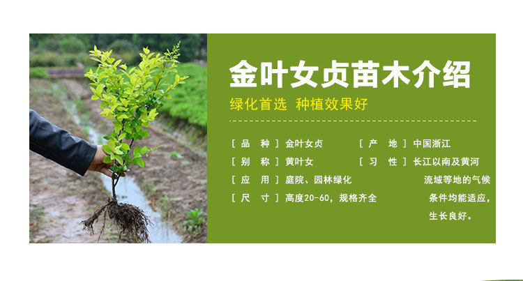 【基地直销】金叶女贞球 小叶绿化树木批发园林工程道路色块示例图2