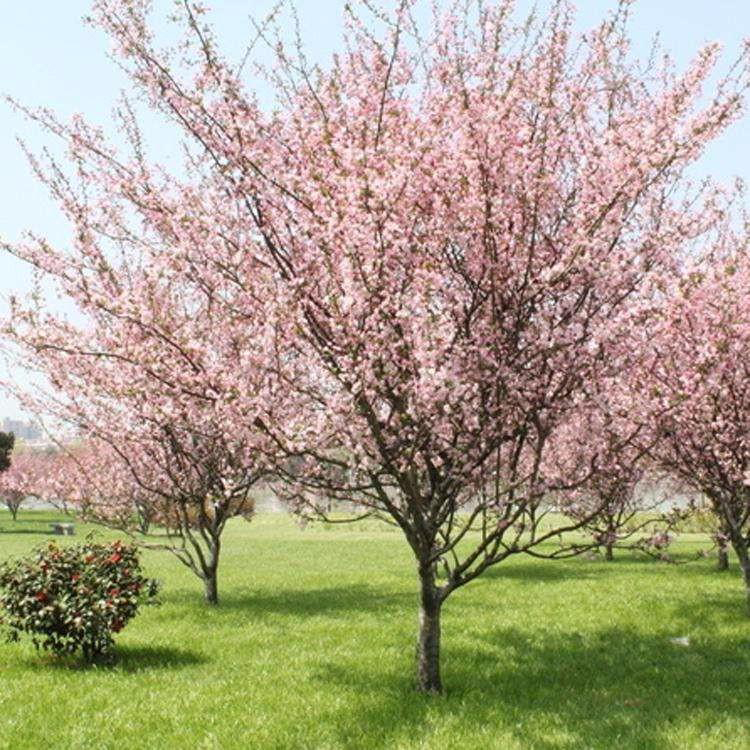 18公分菊枝垂樱花价格 出售高杆樱花5公分  厂家批发 樱花  万青园林
