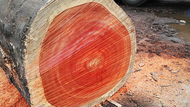 非洲红花梨板材原材 古建园林专用原木红花梨方木加工示例图15