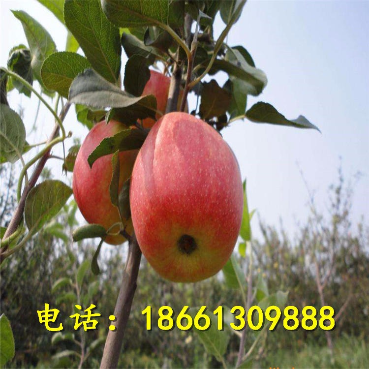 自产自销多种规格红将军苹果苗 现挖现卖易成活烟富3号苹果苗 苹果苗价格查询