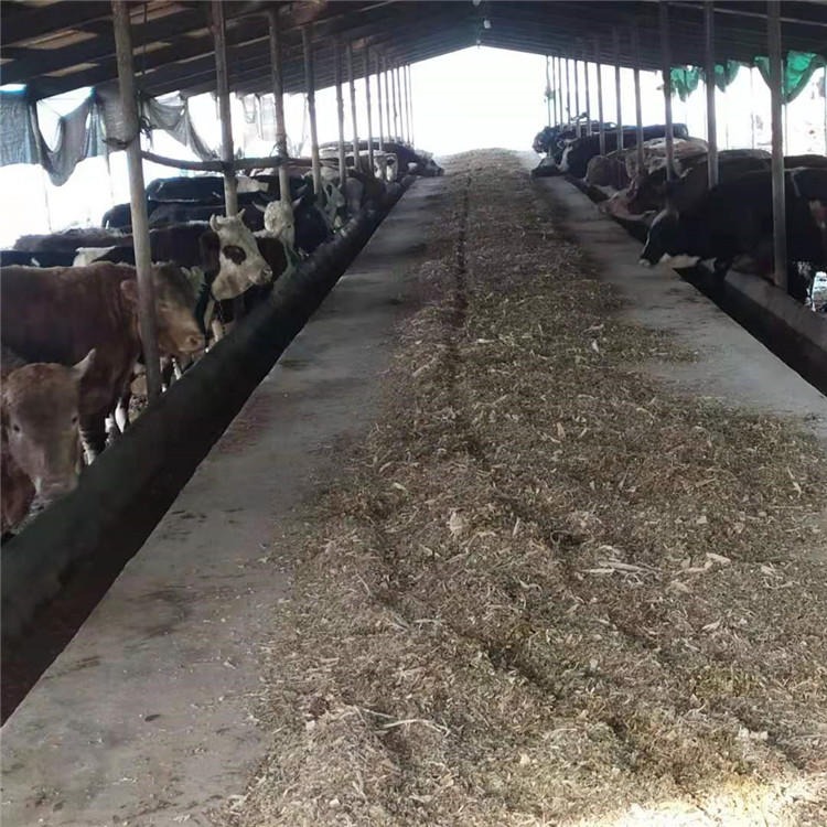 养殖西门塔尔牛 西门塔尔小牛犊养殖场 200斤牛犊价格 通凯 西门塔尔牛种牛图片