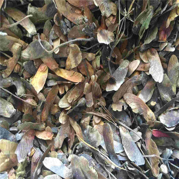 园艺耐寒彩叶乔木九角枫种子抗寒种苗籽播繁育紫花槭种子图片