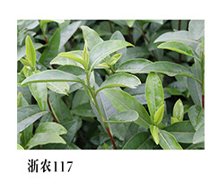 基地直销良种茶苗大江种茶苗（土茶）  高成活率高产量茶苗品种示例图6