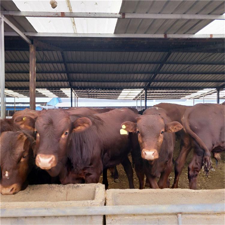 肉牛养殖场厂家直供 大量利木赞牛价格 批发改良利木赞牛 现代 提前预定