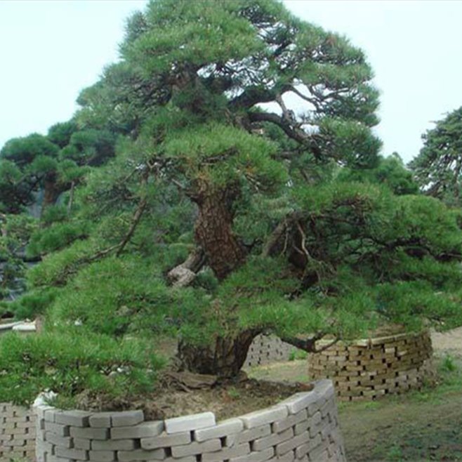 基地直销多种规格造型五针松 移栽五针松 园林景观 花坛绿化树
