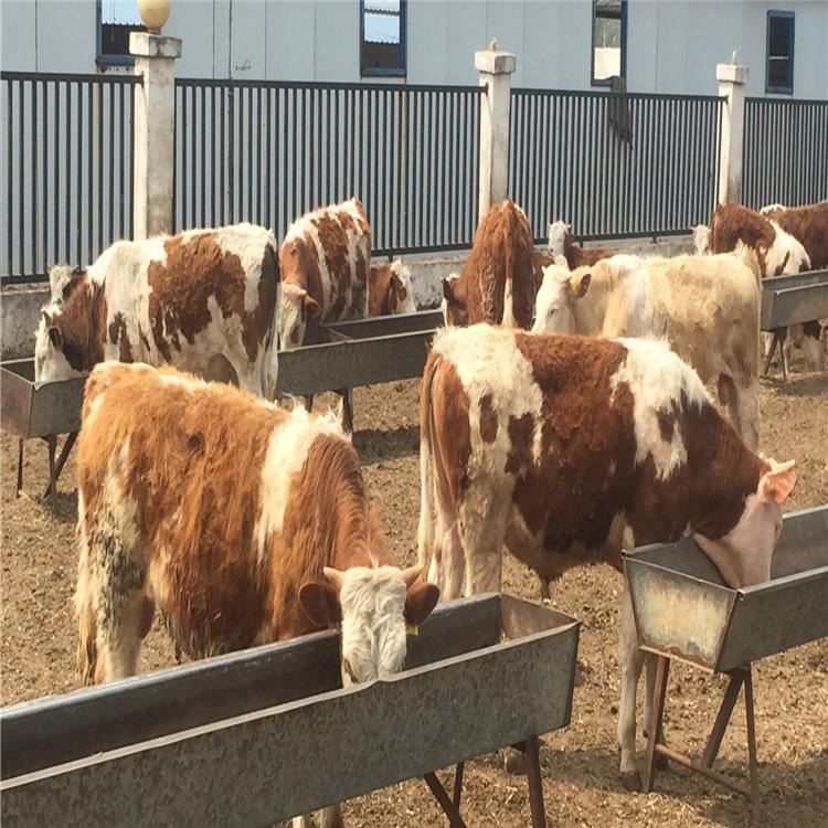 黄白花西门塔尔牛 好品种西门塔尔牛批发 通凯养殖场 量大优惠