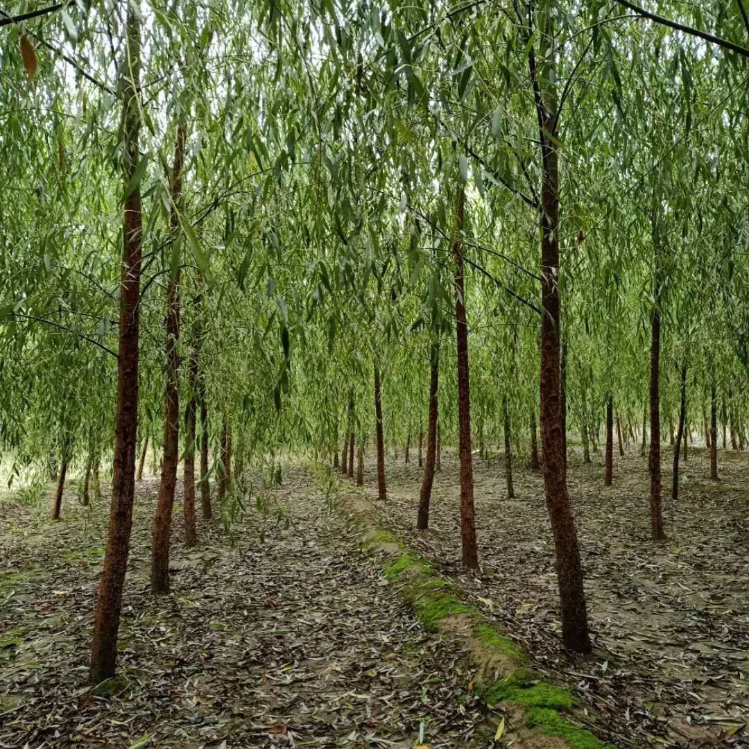 垂柳柳树基地 5公分垂柳 8公分垂柳 苗圃直供 一手货源   保定大叶园林绿化公司图片