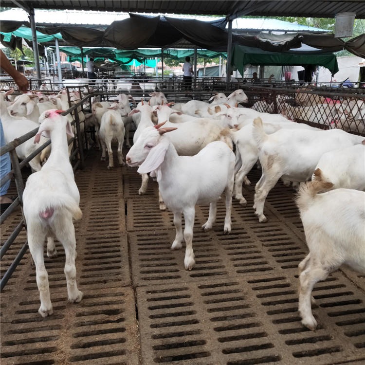 育肥白山羊养殖场 批发供应白山羊种羊 白山羊种公羊价格