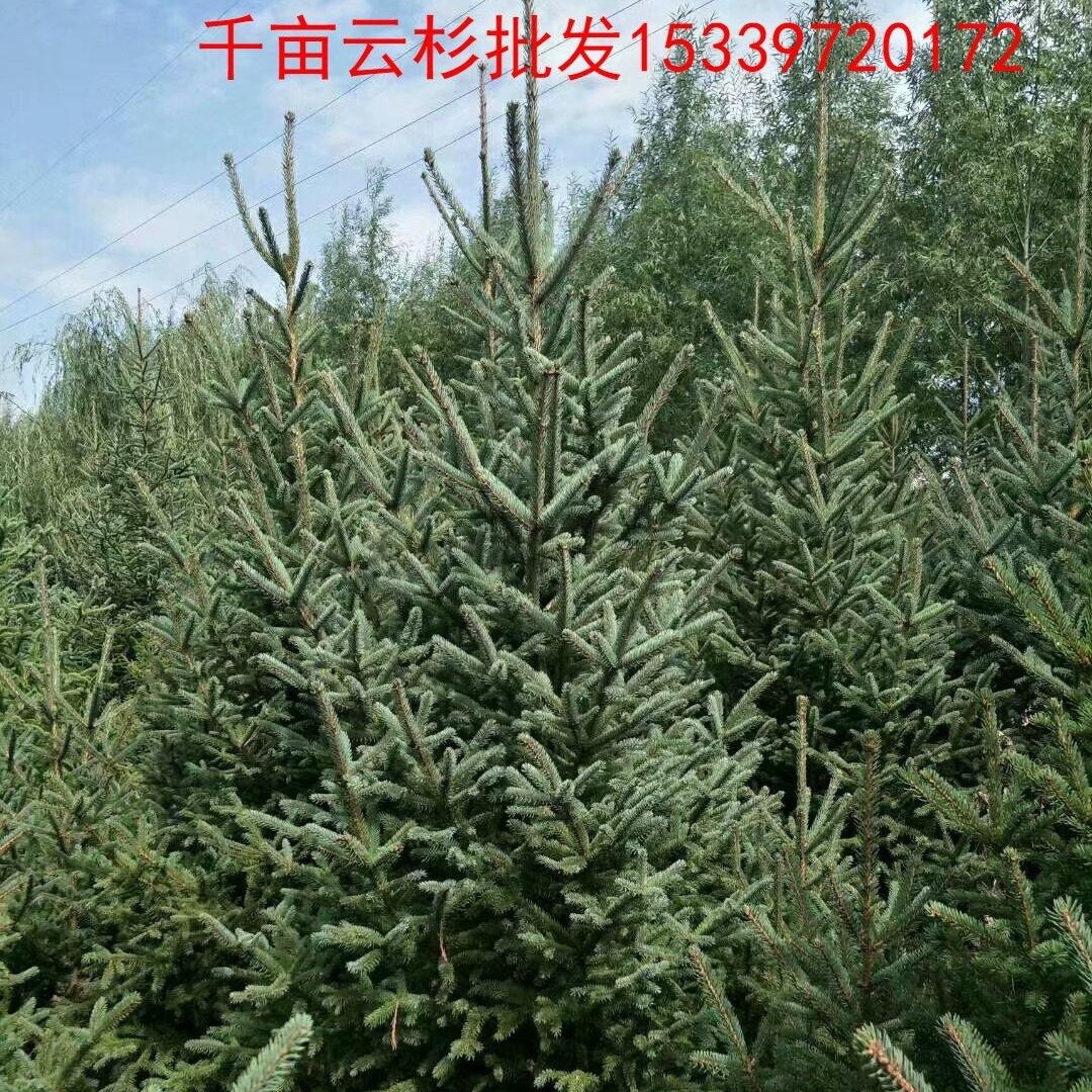 青扦2米3米云杉3.5米以上  千亩甘肃云杉发西藏