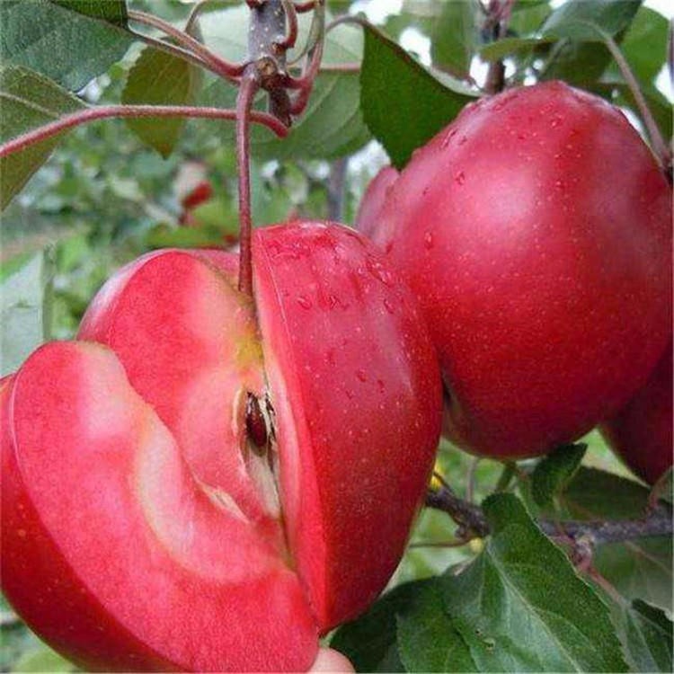 矮化苹果苗 红富士苹果树苗 苹果树苗价格 苹果苗批发销售 苹果苗品种