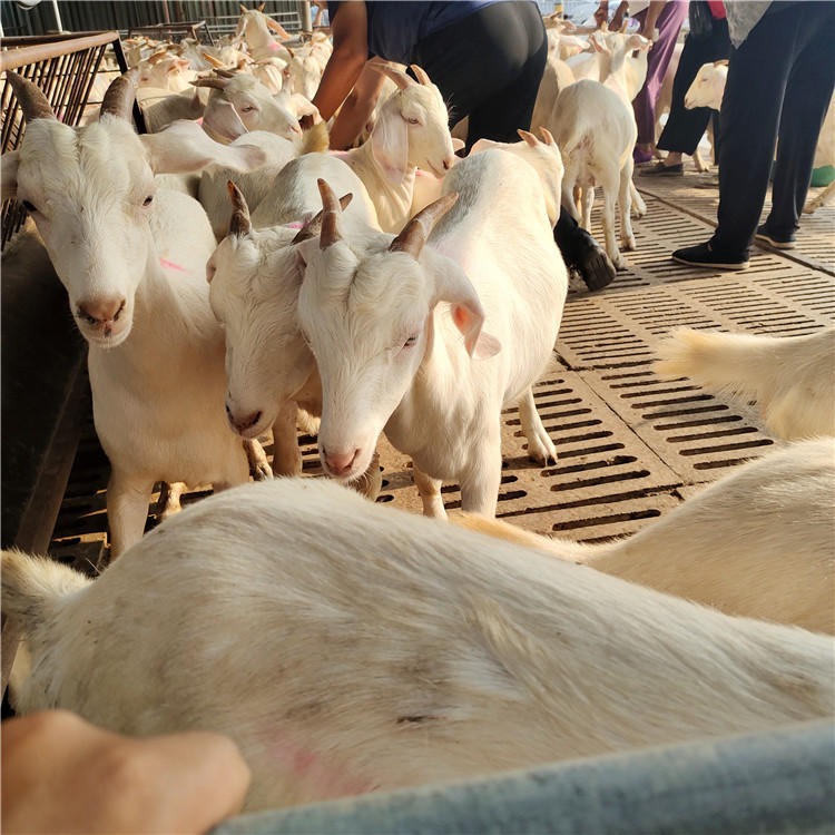 白山羊专业养殖-销售白山羊种羊-波尔山羊种苗价格-龙翔牧业图片