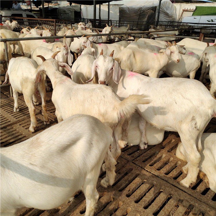美国白山羊羊羔批发 白山羊种价格 出售 龙翔  纯种白山羊母羊全国运输
