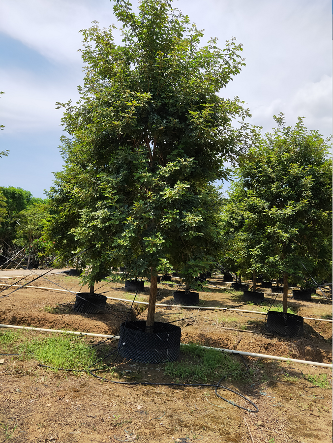 绿锦苗木基地生产 精品黄花风铃木 18公分黄花风铃木 种类可选