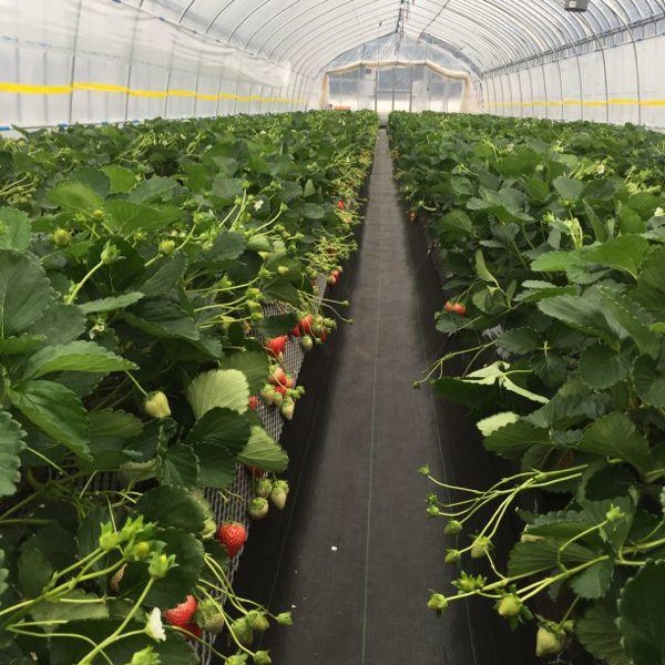 温室大棚草莓 鑫泽温室 温室草莓建设 薄膜温室草莓大棚图片