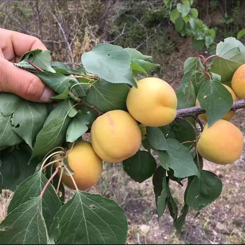 新品种杏树苗批发 1公分丰园红杏树苗价格 3公分杏树 10公分山杏树工程树图片